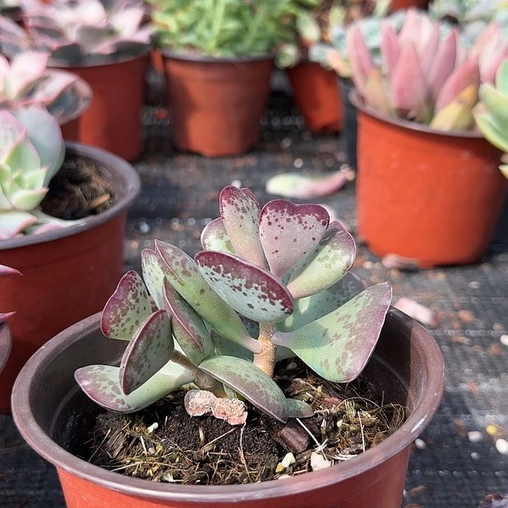 红陶20CM（含）-50CM（不含）爱心