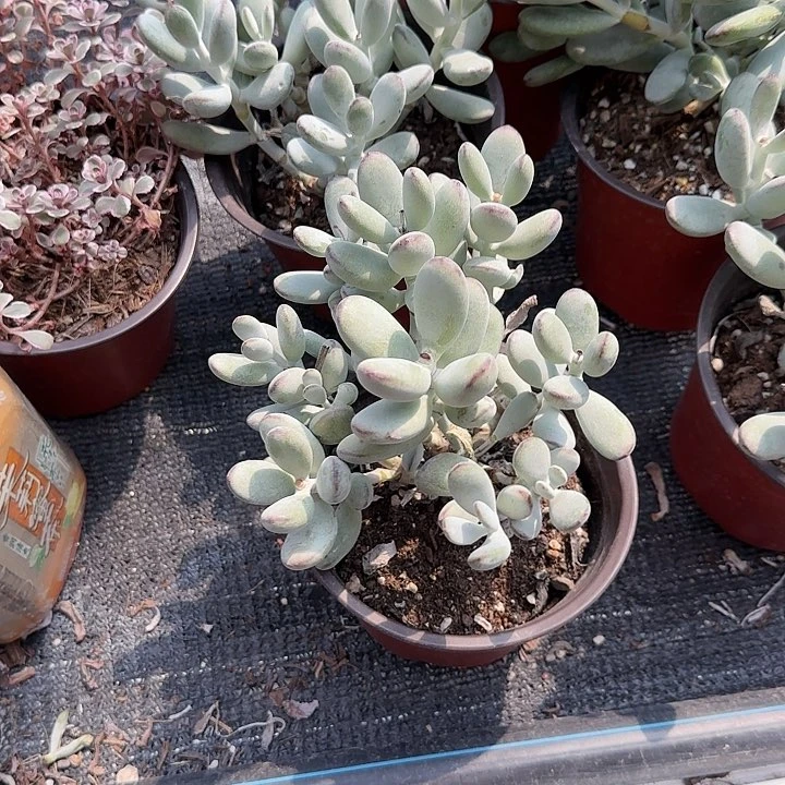 红陶20CM（含）-50CM（不含）乒乓