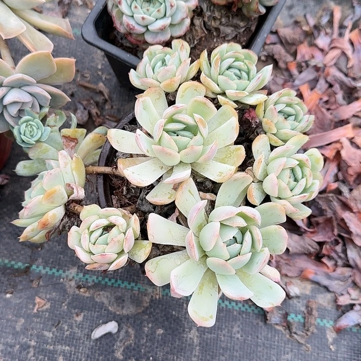 红陶20CM（含）-50CM（不含）贝瑞