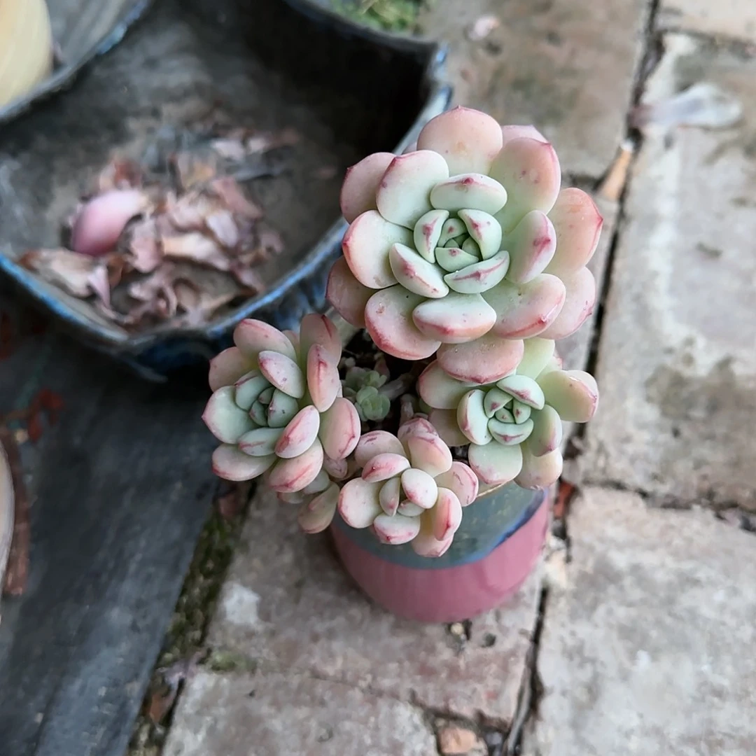 红陶香草上盆不带盆