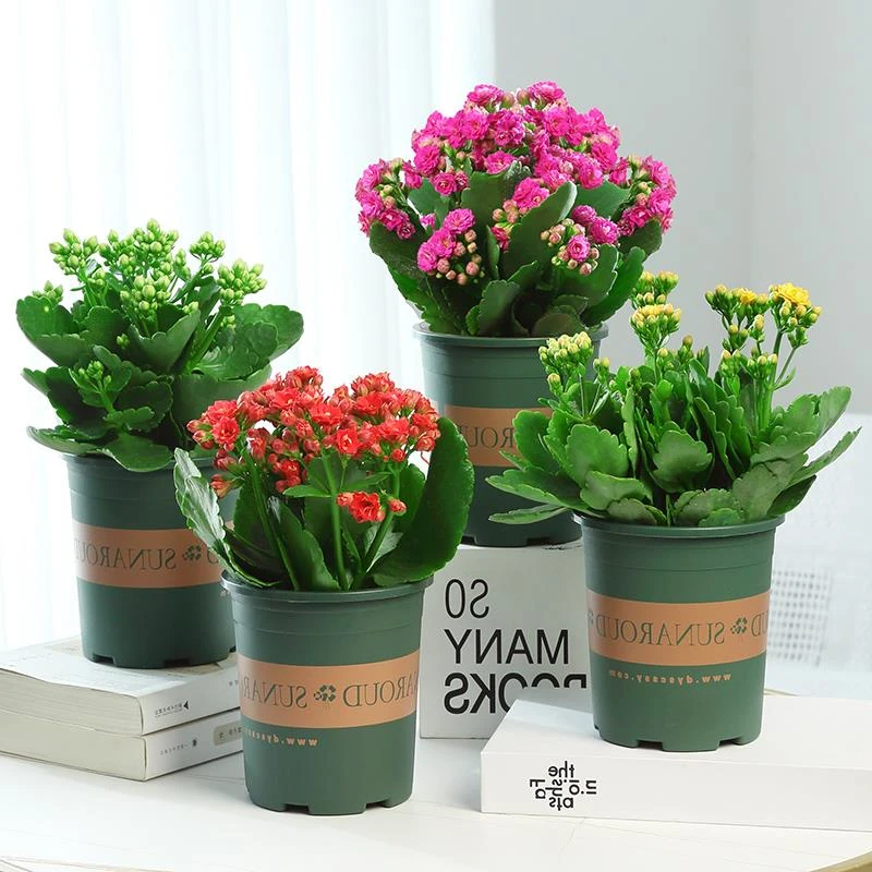 长寿花盆栽重瓣金狐狸大花带花苞花苗四季室内开花好养的花卉植物