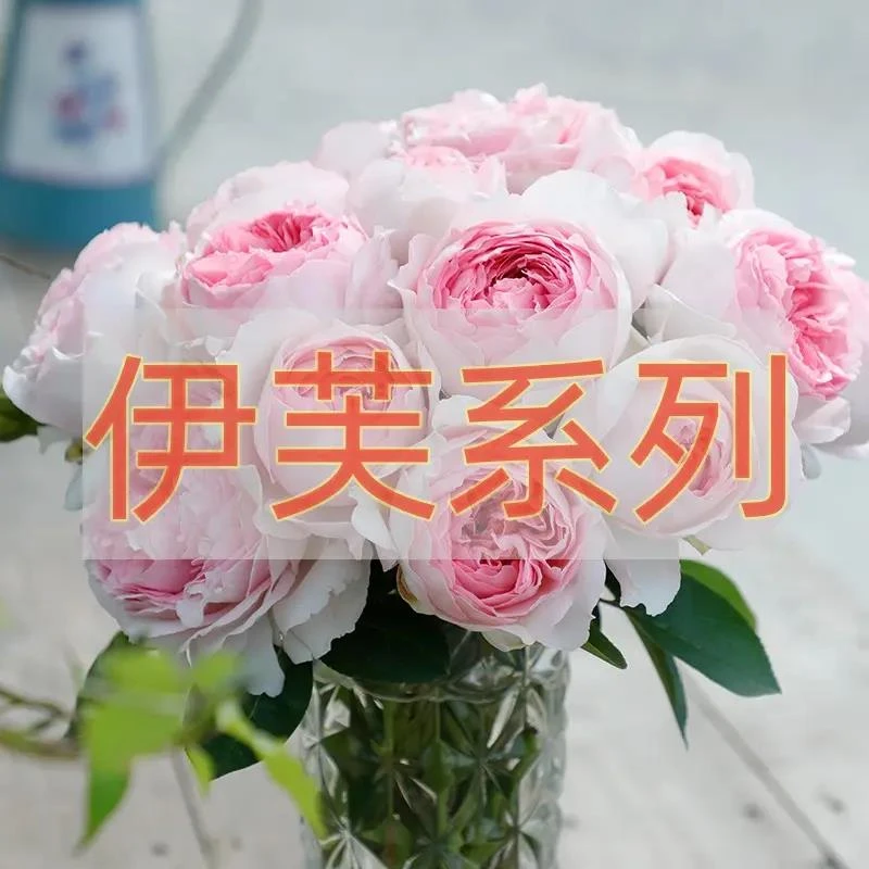 跃棠伊芙系列月季花苗盆栽胭脂香水伯爵繁华四度飞溅乙女心光白色