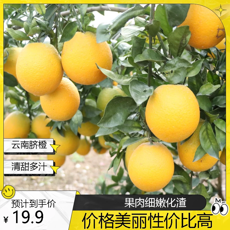 云南蒙自脐橙清甜多汁