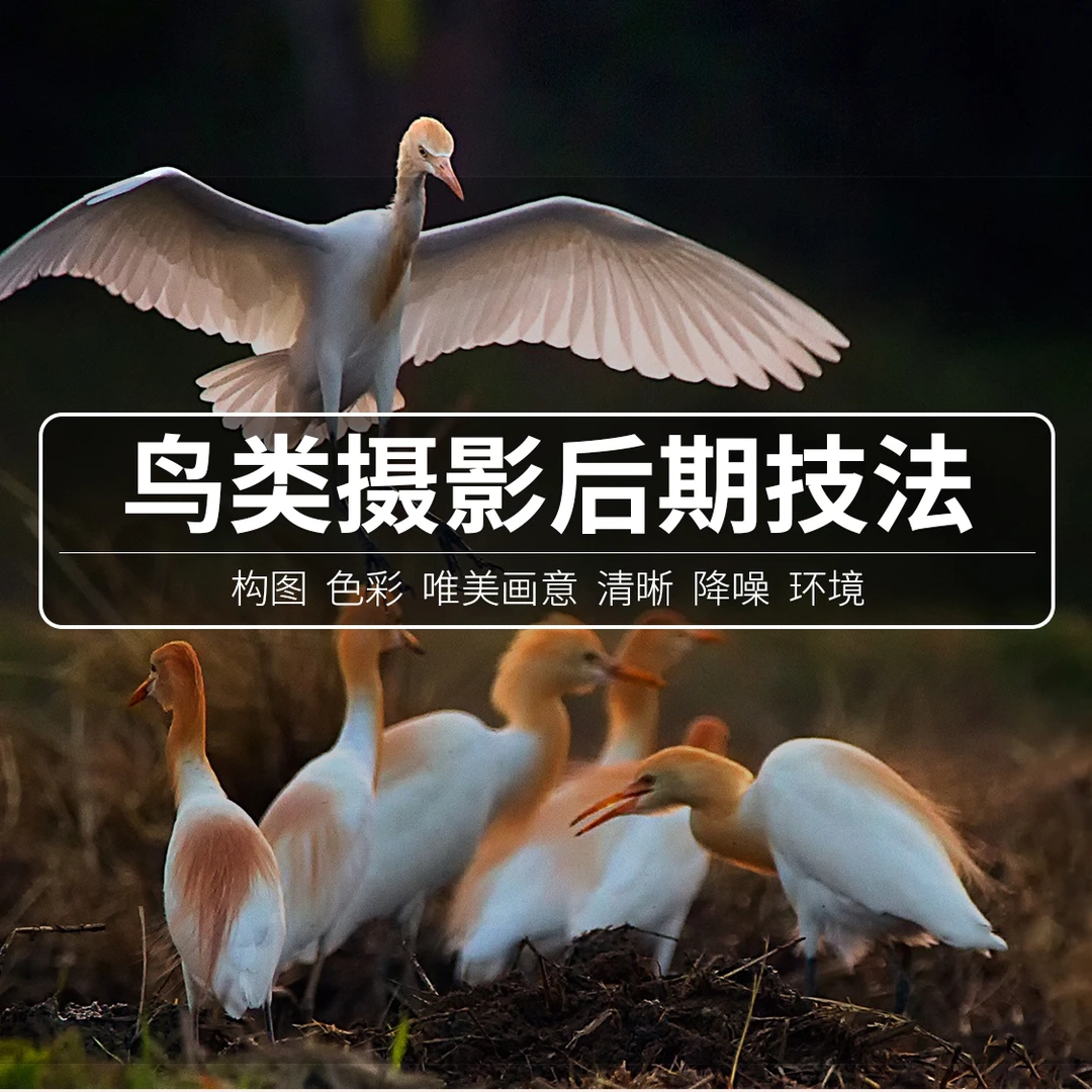 鸟片摄影后期技法