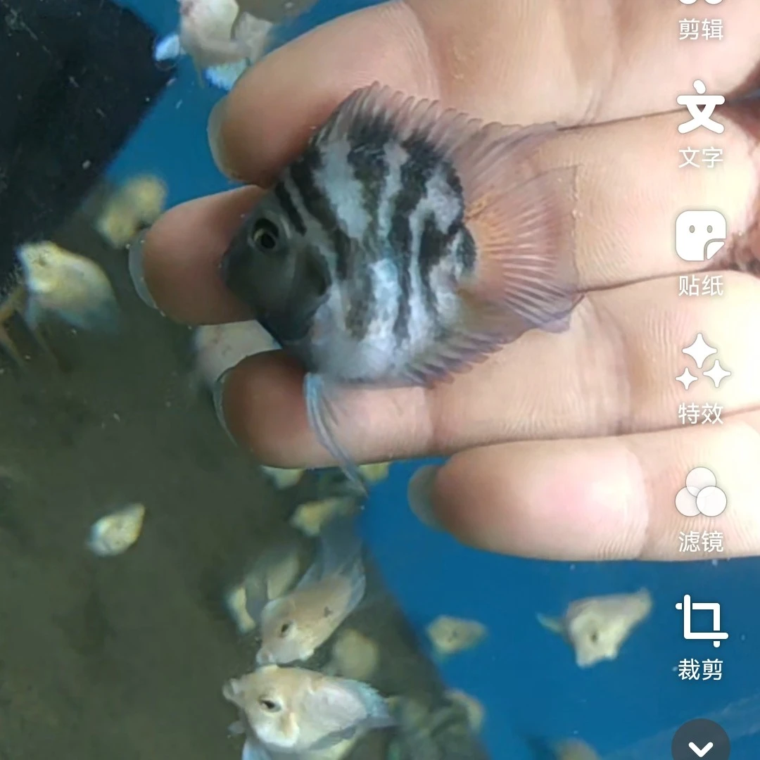 桃心迷你鹦鹉鱼压成种鱼一对