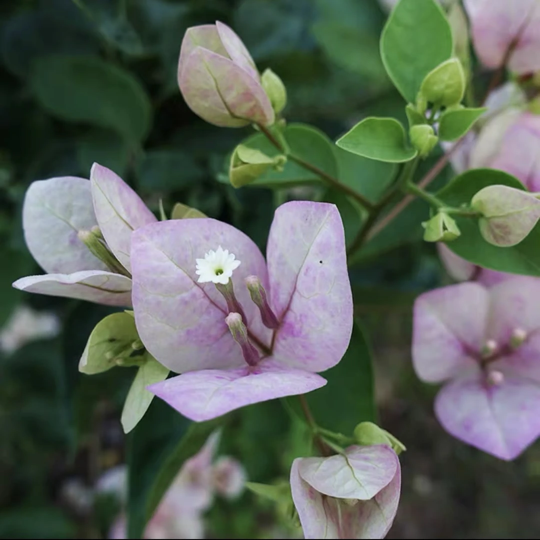 嫁接绿叶五宝三角梅