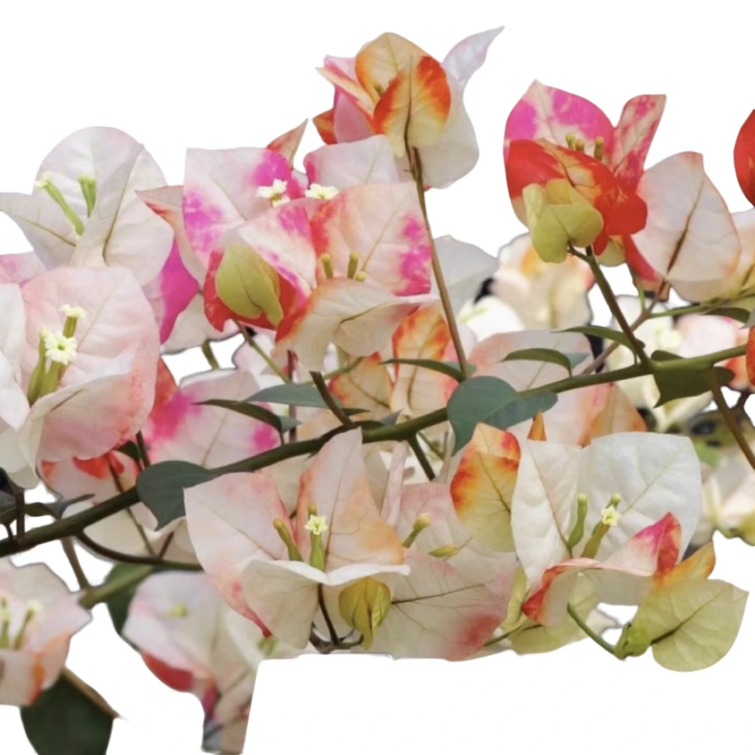 嫁接哪吒三角梅盆景