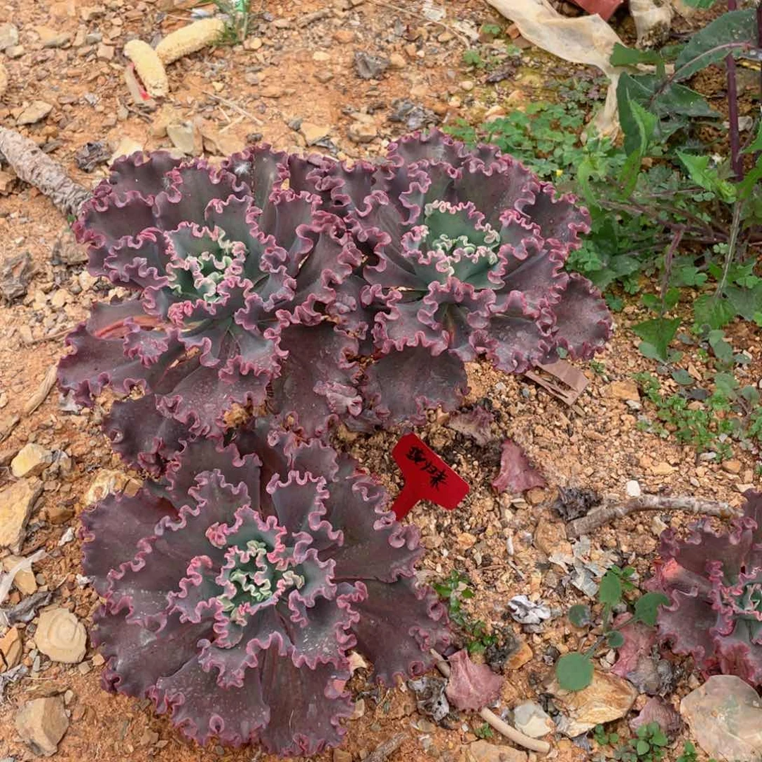 燕归来，花笠，周老太多肉