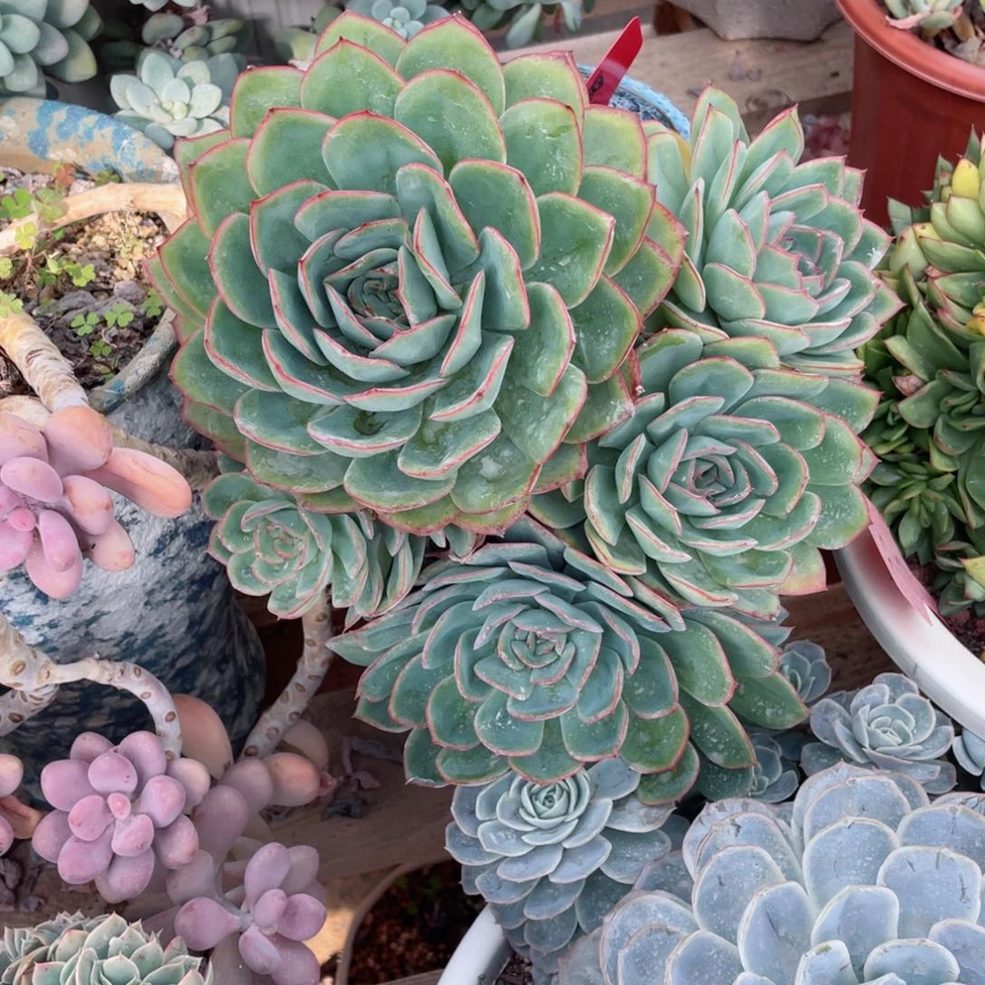 心雨，晨露，周老太多肉