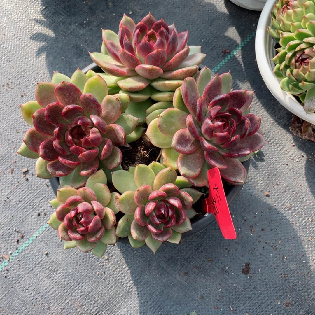 十二，水晶玫瑰，周老太多肉