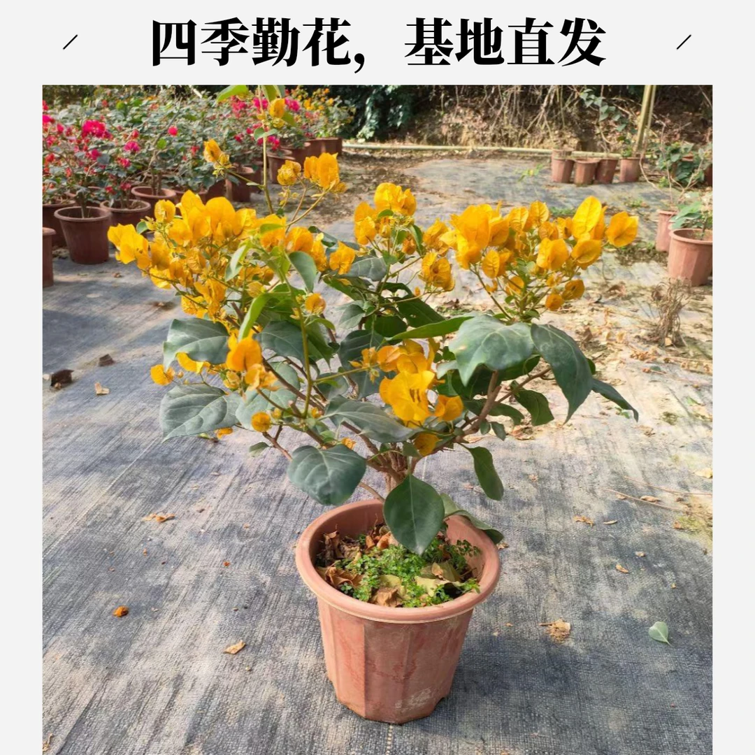 【无保温】三角梅一物一拍四季勤花基地直发原盆原土盆栽