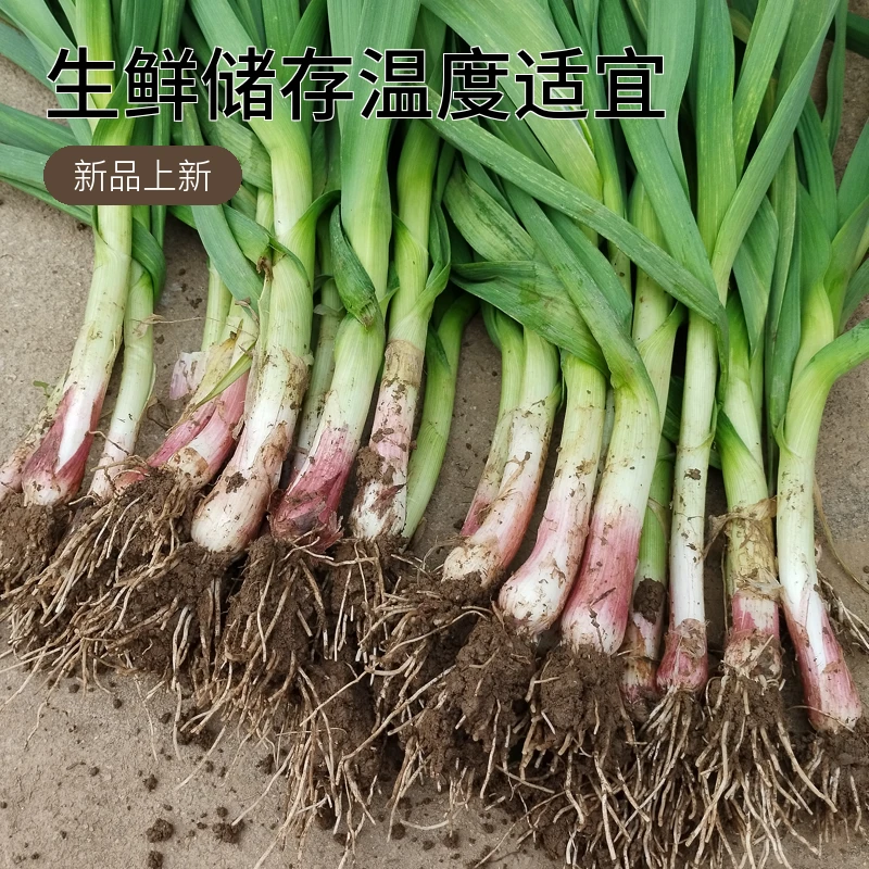包邮湖北省天门农家自种新鲜健康绿色红皮大蒜三斤装食用新鲜蒜苗