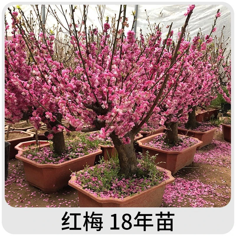 【木架发货】原生老桩红梅绿梅海棠