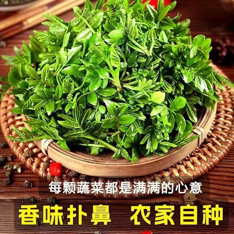 2025年山东沂蒙山新鲜花椒芽现摘现发包邮