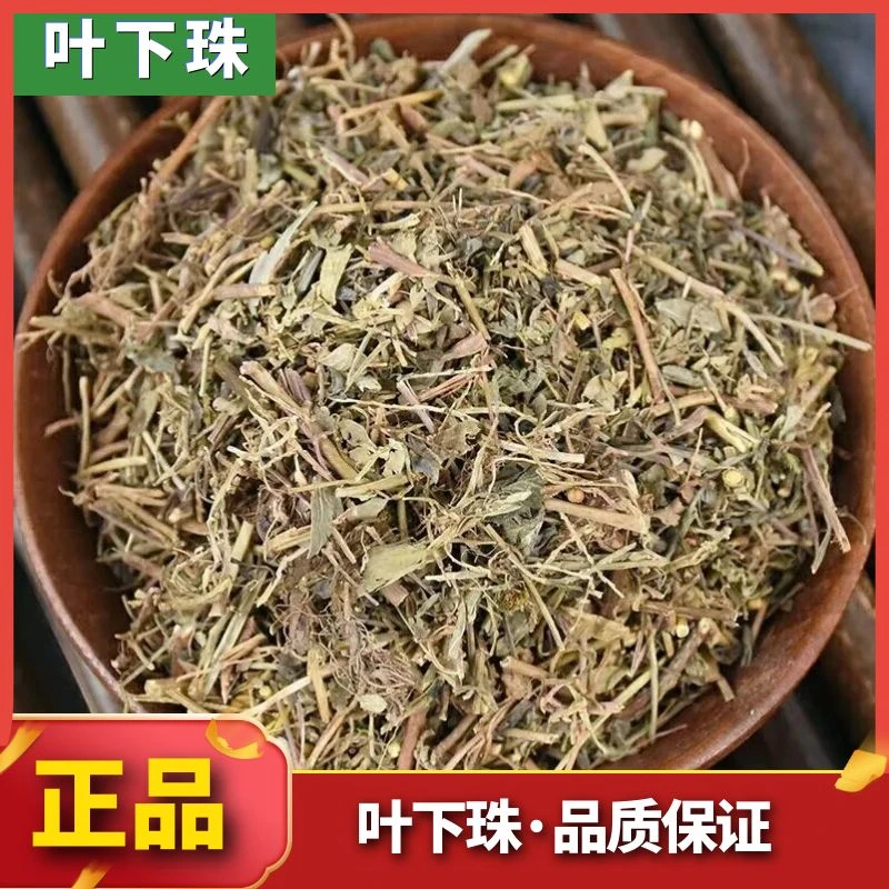 甄选新晒【叶下珠】野生叶下珠正品新货叶下珠散装叶菜250g500g包邮