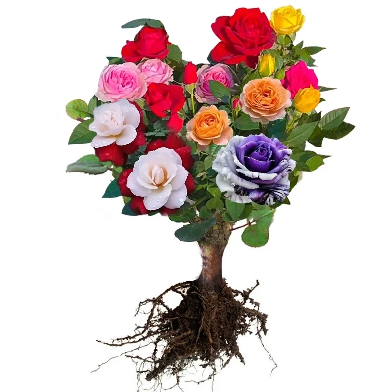 玫瑰花苗耐寒浓香大花四季开花不断玫瑰老根阳台盆栽浓香花卉庭院