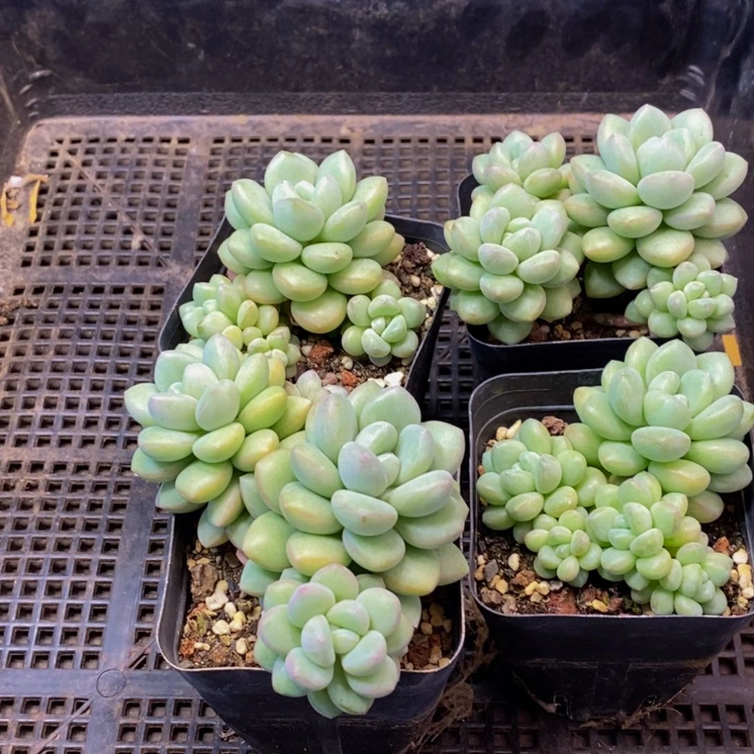 冬***暖968多肉植物保护研究所所长