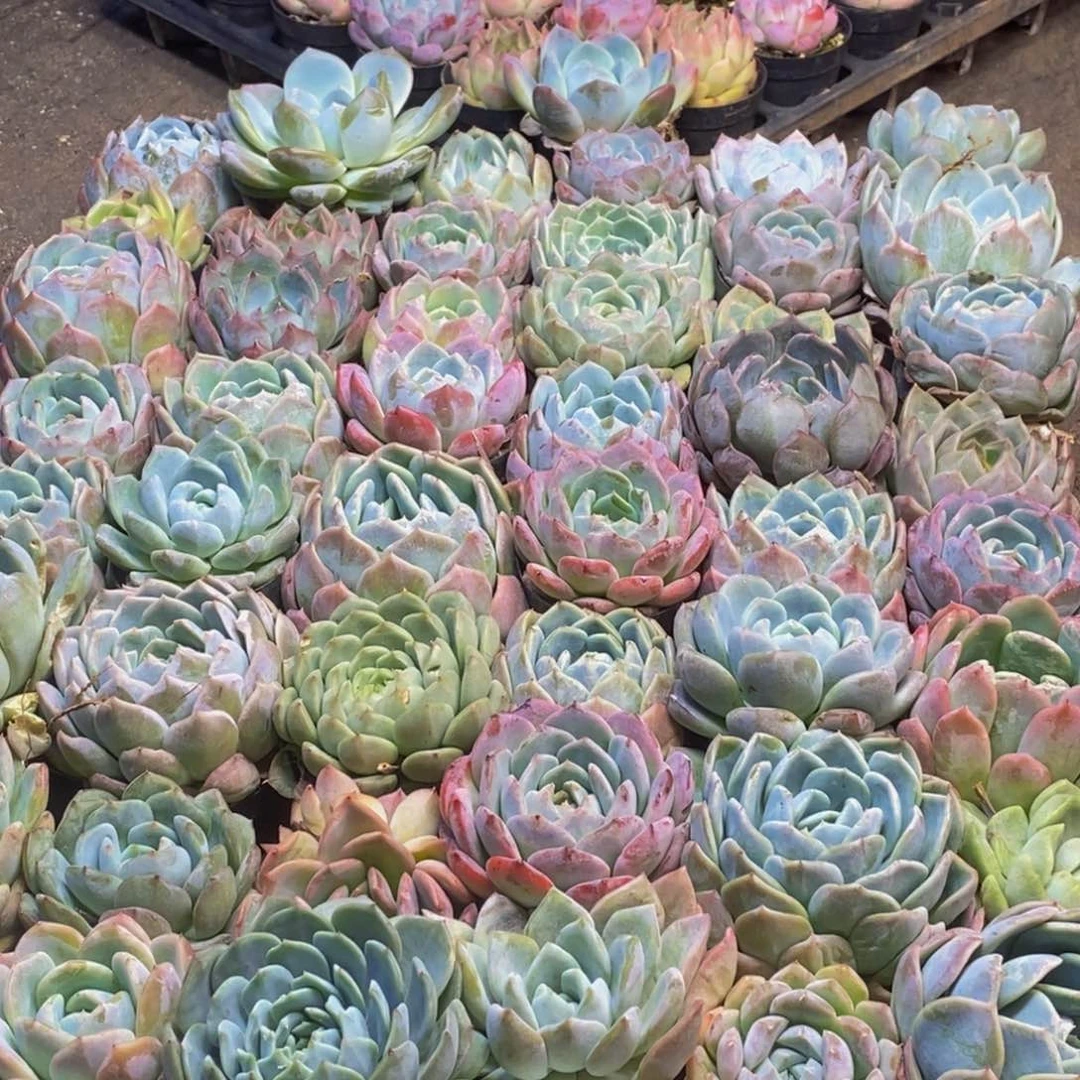 574多肉多肉植物保护