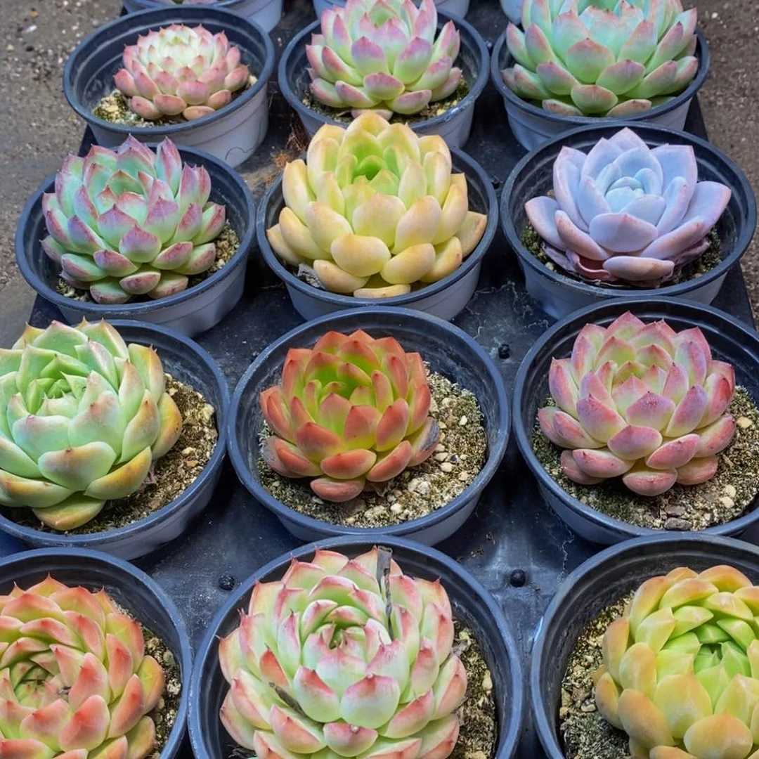 436多肉植物保护研究所所长