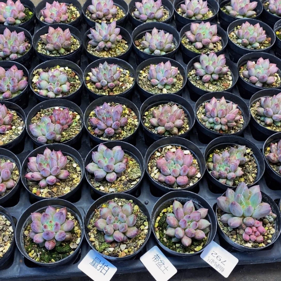 792 仙葩园艺精品多肉植物6颗