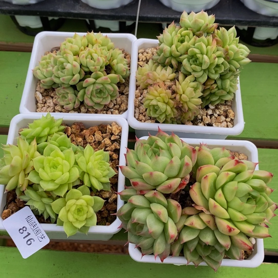 816 仙葩园艺精品系列产品