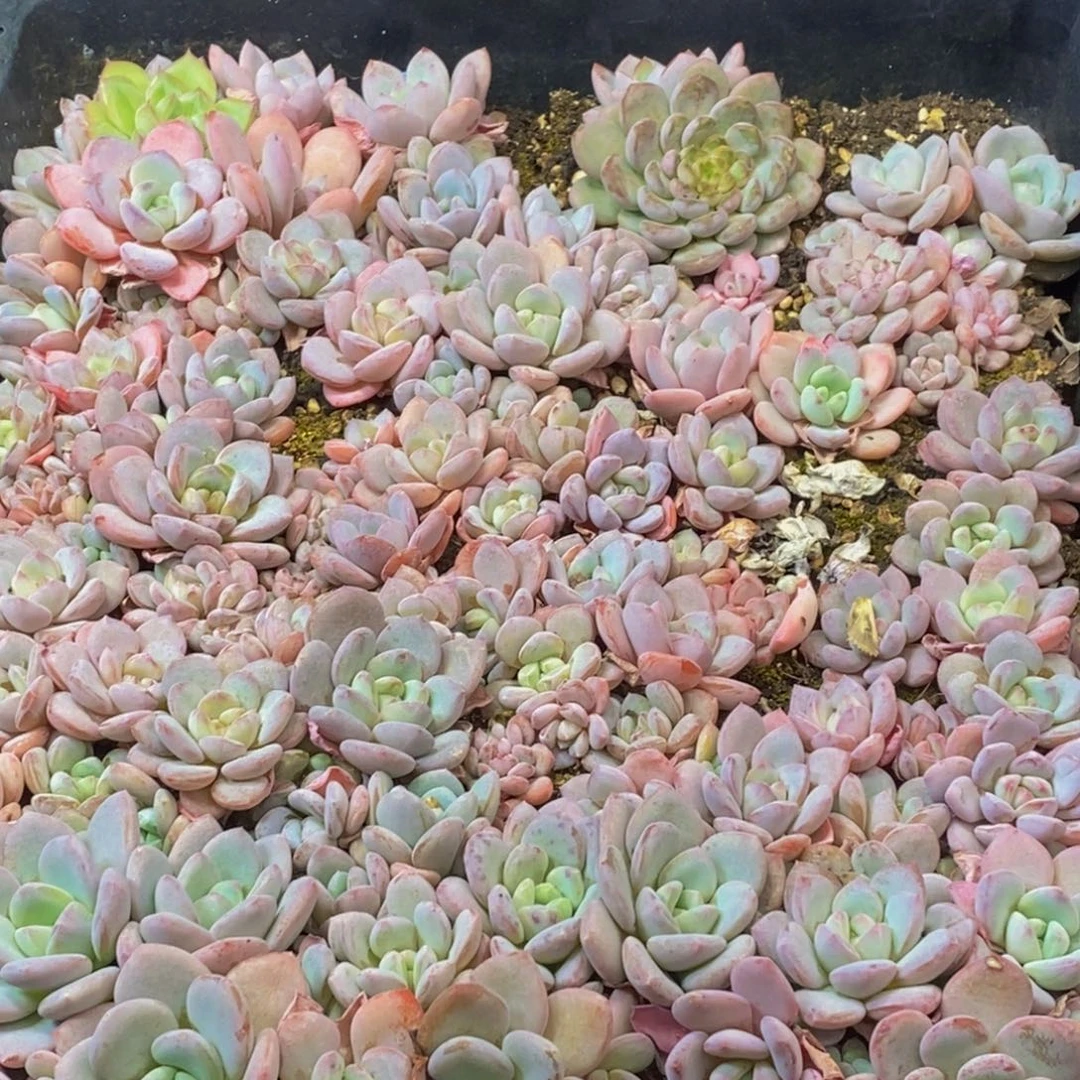 648多肉植物保护研究所