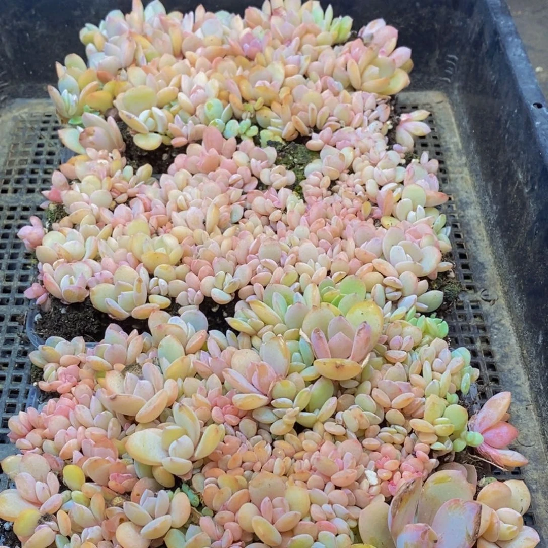 Y****羊843多肉植物保护研究所所长
