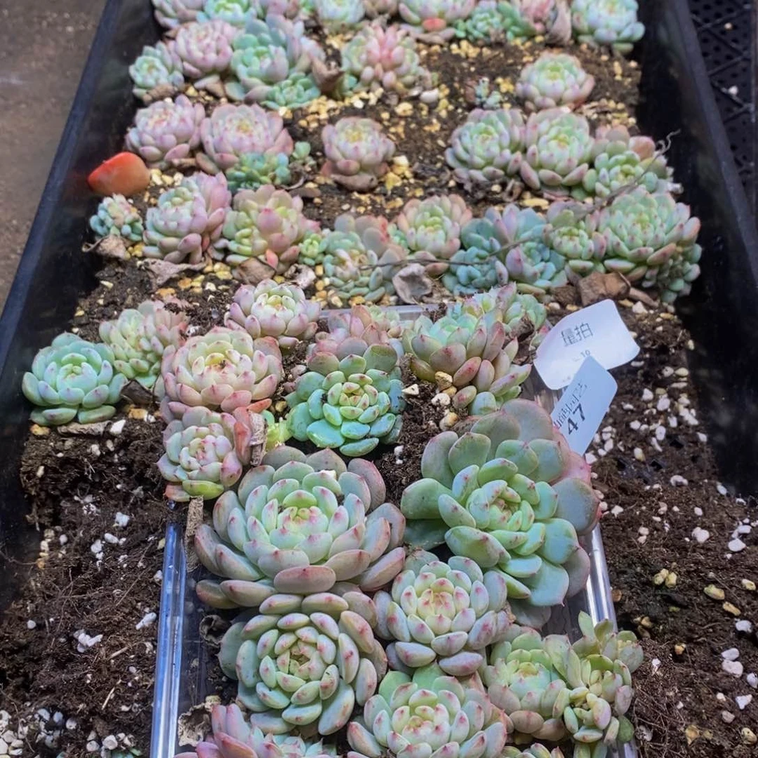 47多肉植物保护研究所所长量拍一盒