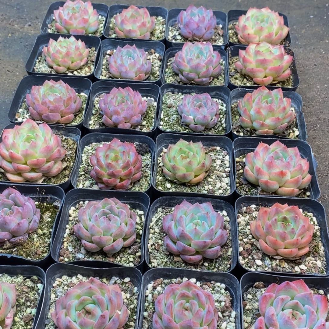 550多肉植物保护研究所