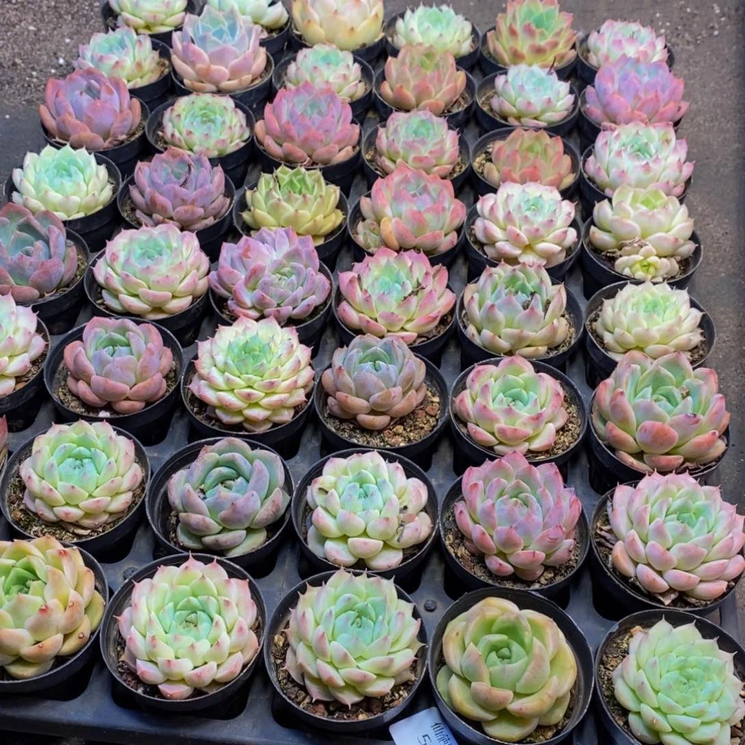我****子586多肉植物保护研究所所长的点点滴滴