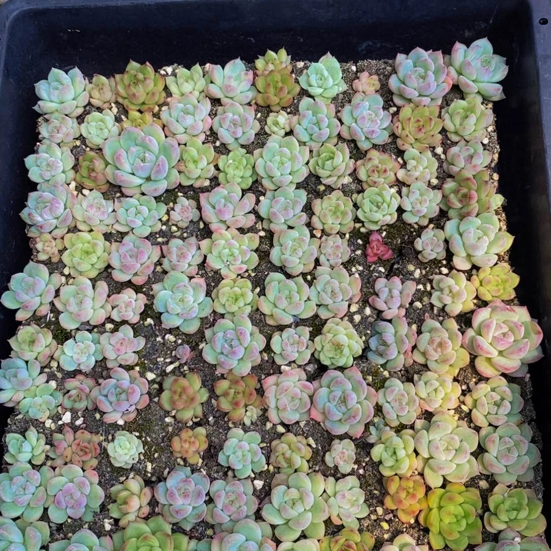 309 仙葩园艺精品系列