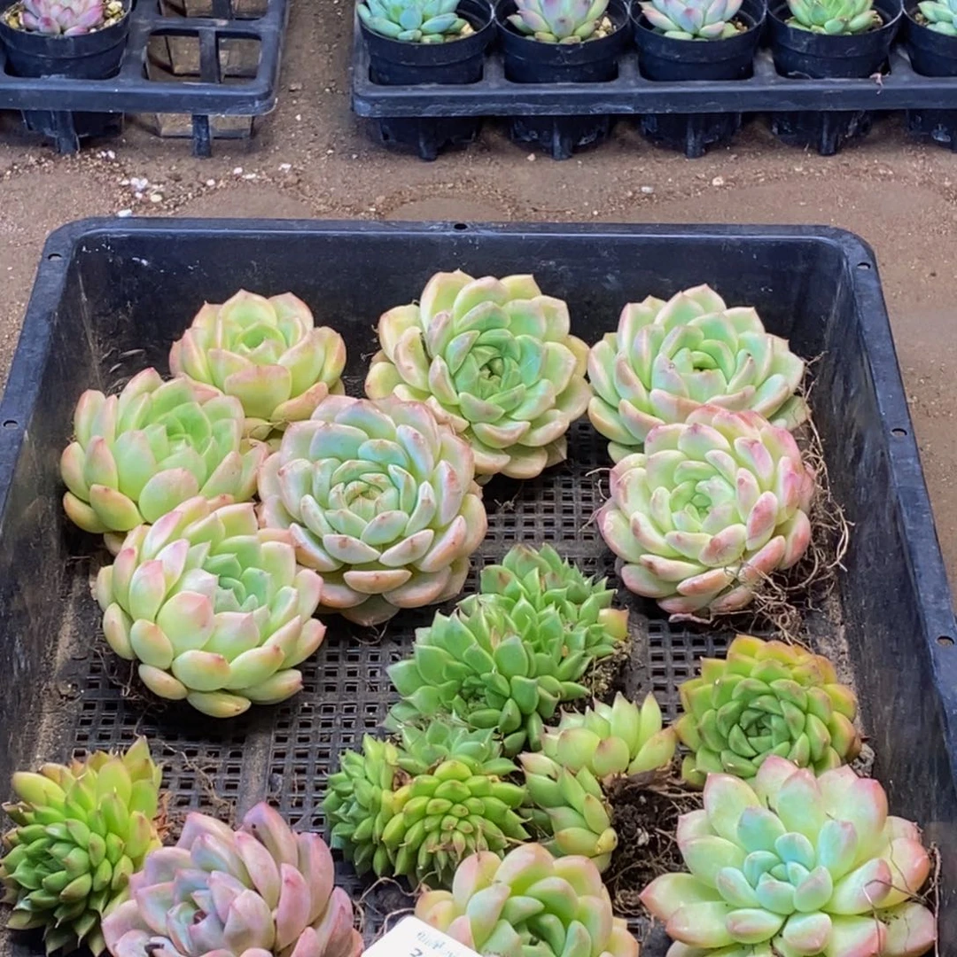 346多肉植物保护研究所所长
