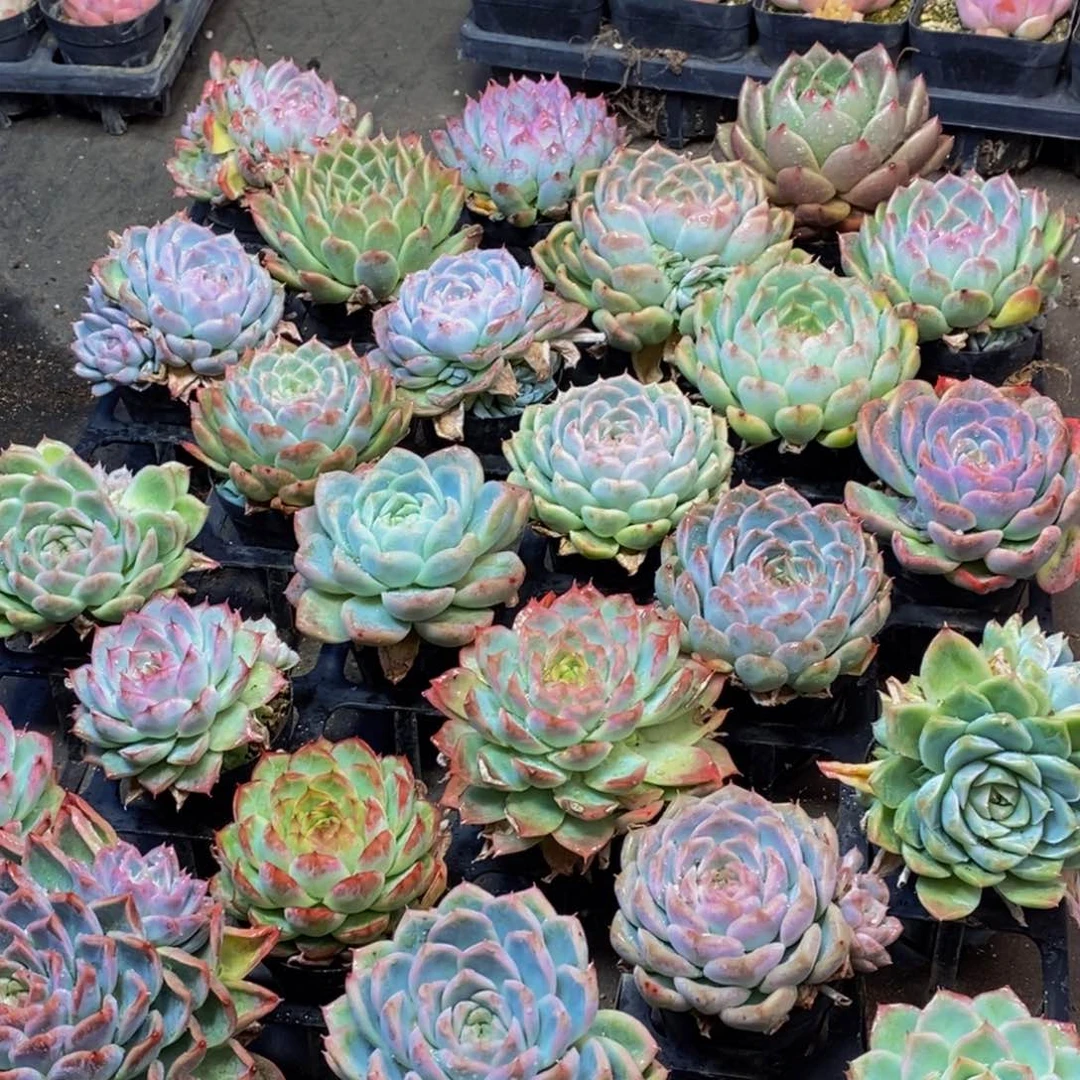 394多肉植物保护研究所