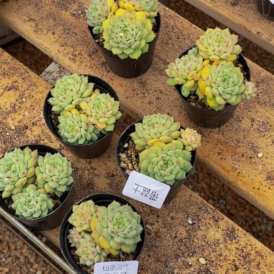 067多肉植物保护研究所所长助理