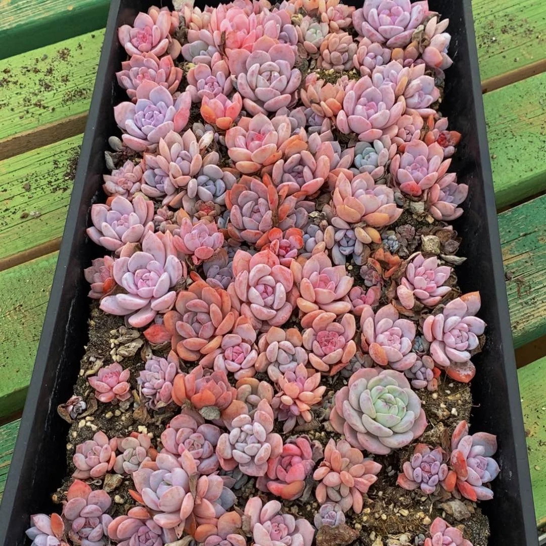 315 仙葩园艺精品多肉