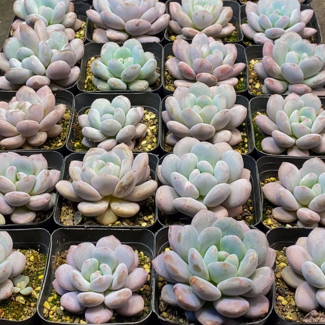 渝*835多肉植物保护研究所所长