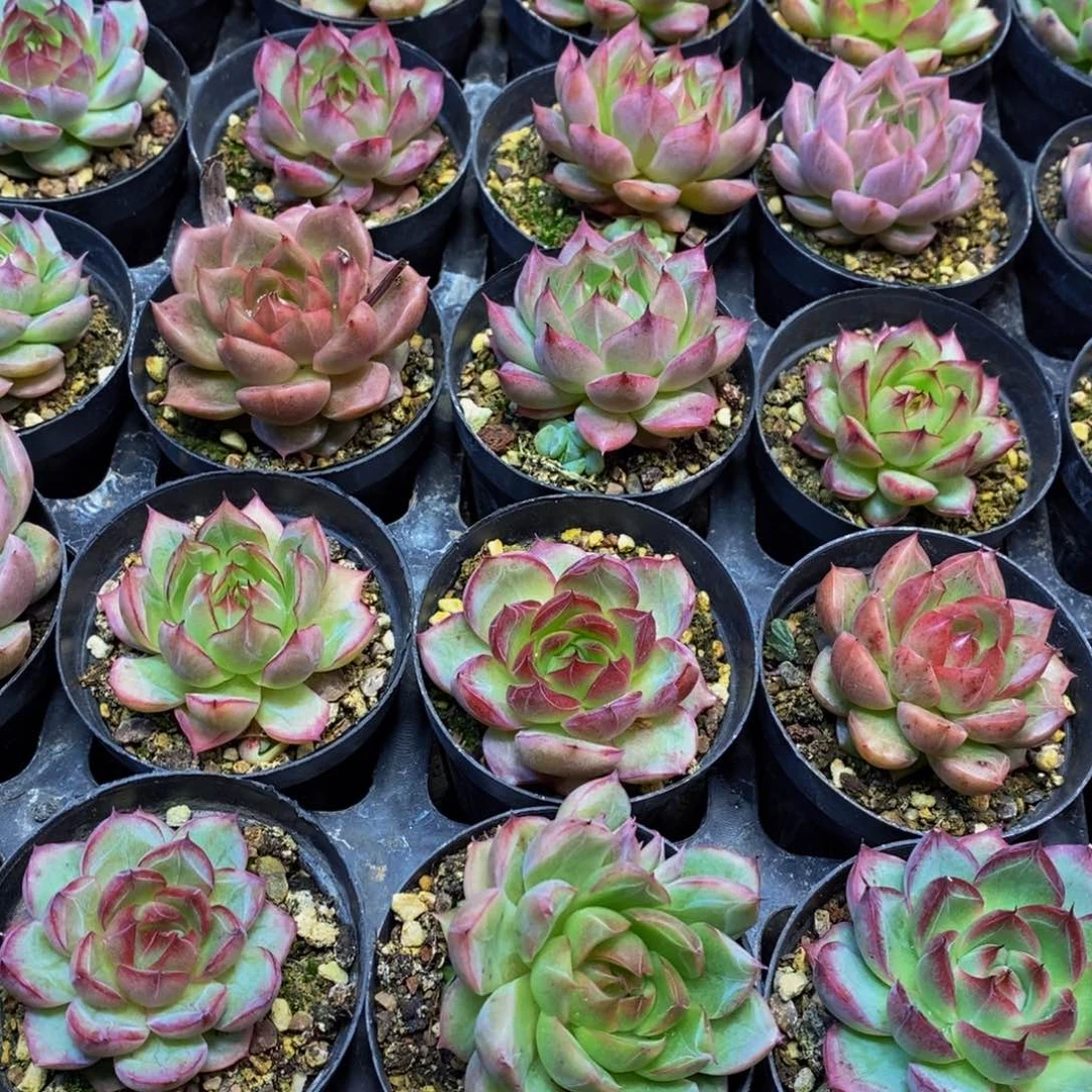 功****）269 仙葩园艺精品系列