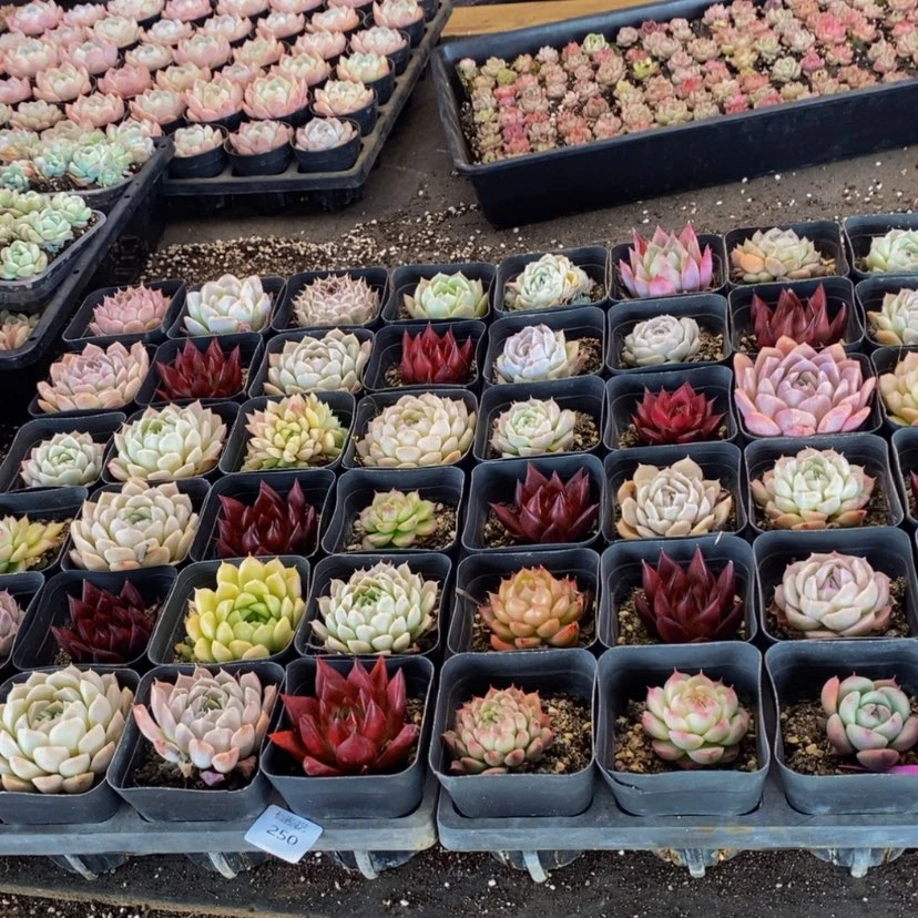 【闪购商品】250’........