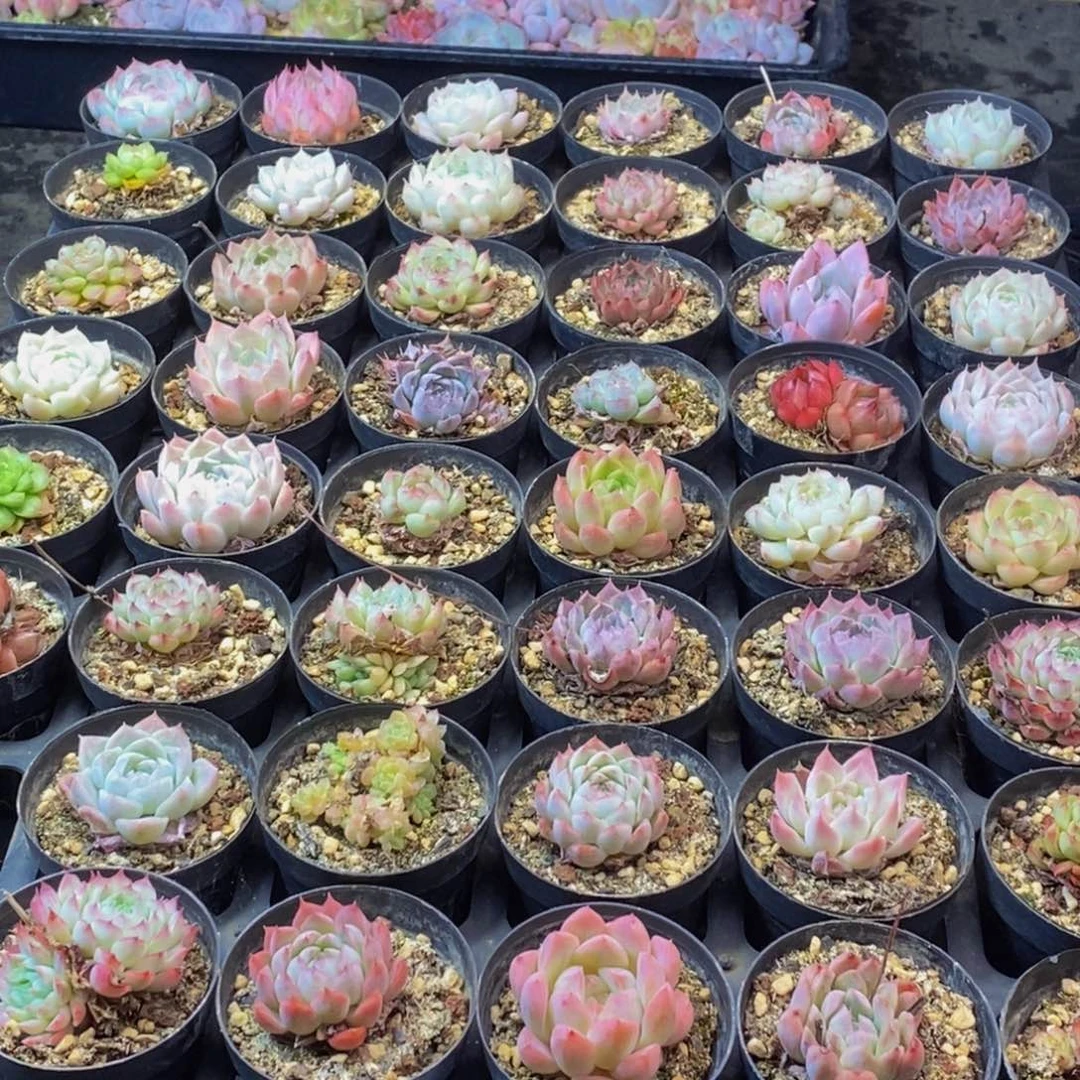 666多肉植物保护研究所所长