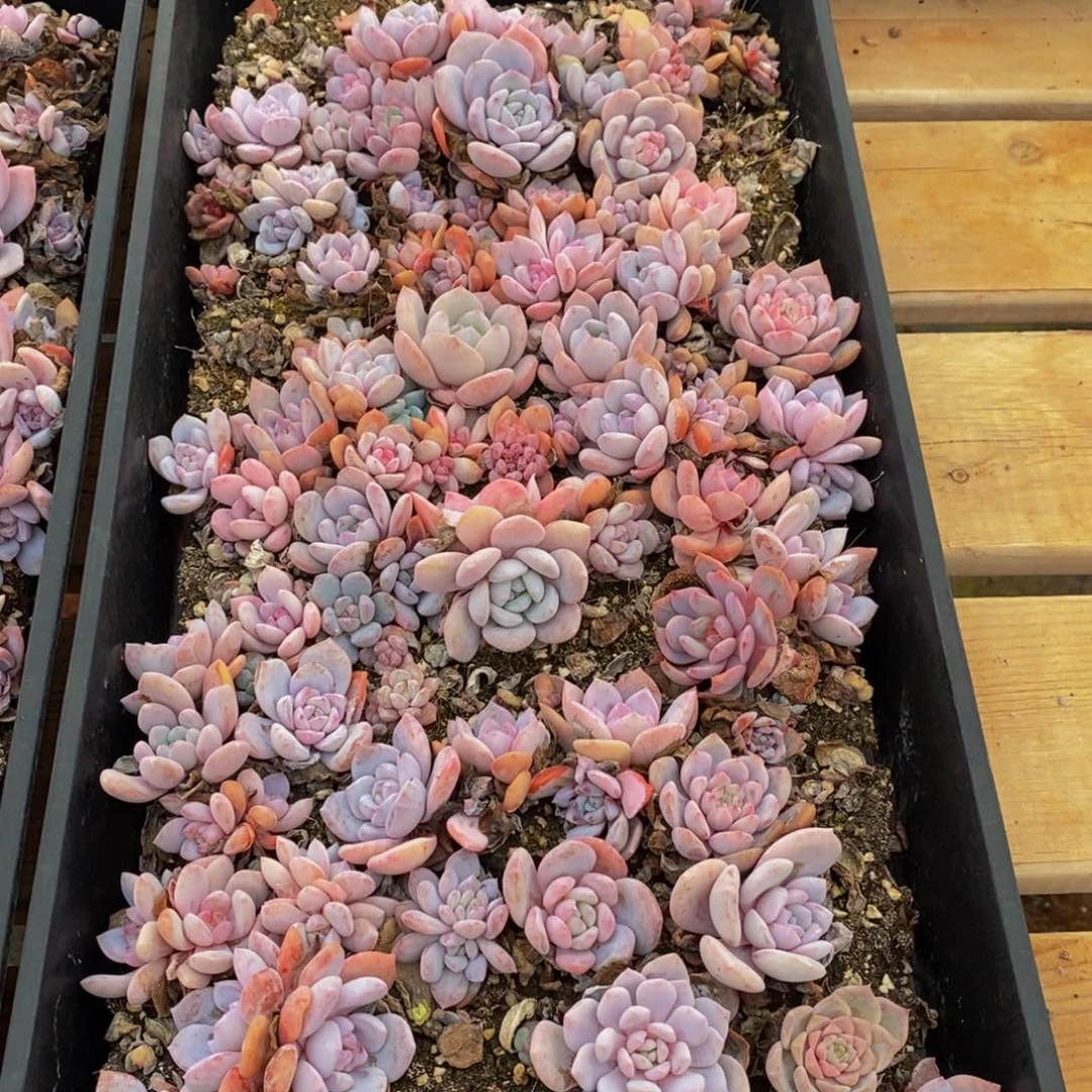 314 仙葩园艺精品多肉