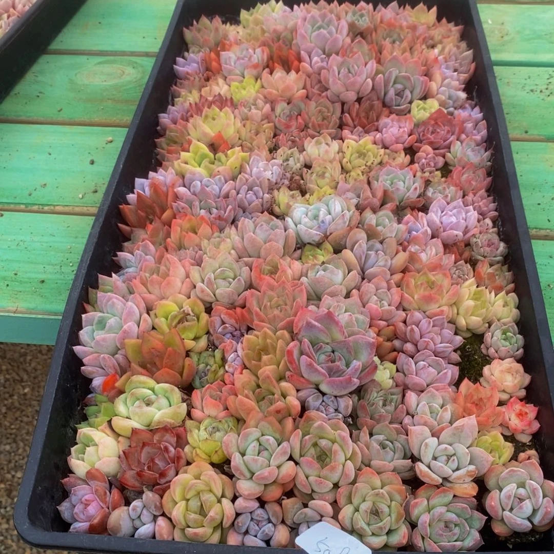 珂*509多肉植物保护研究所