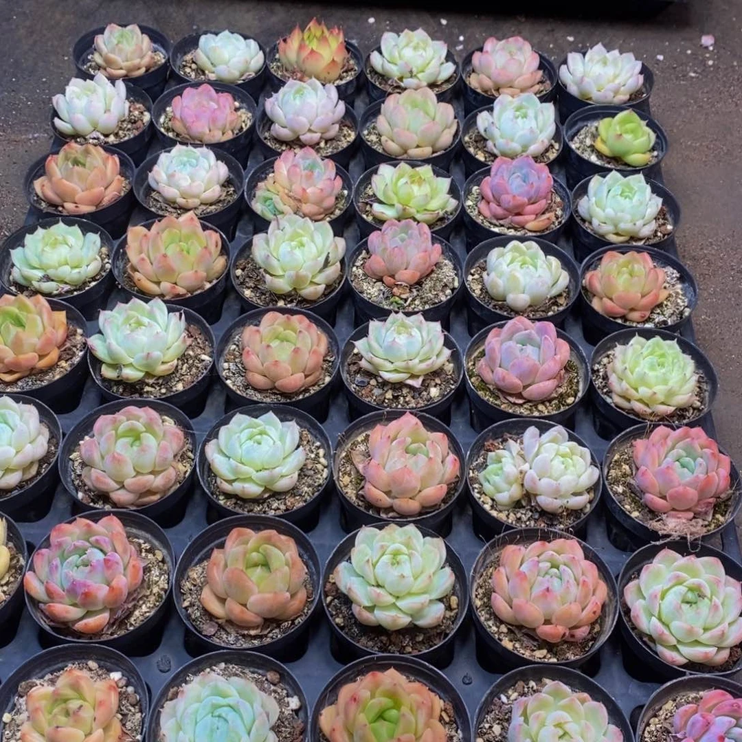 286多肉植物保护研究所所长