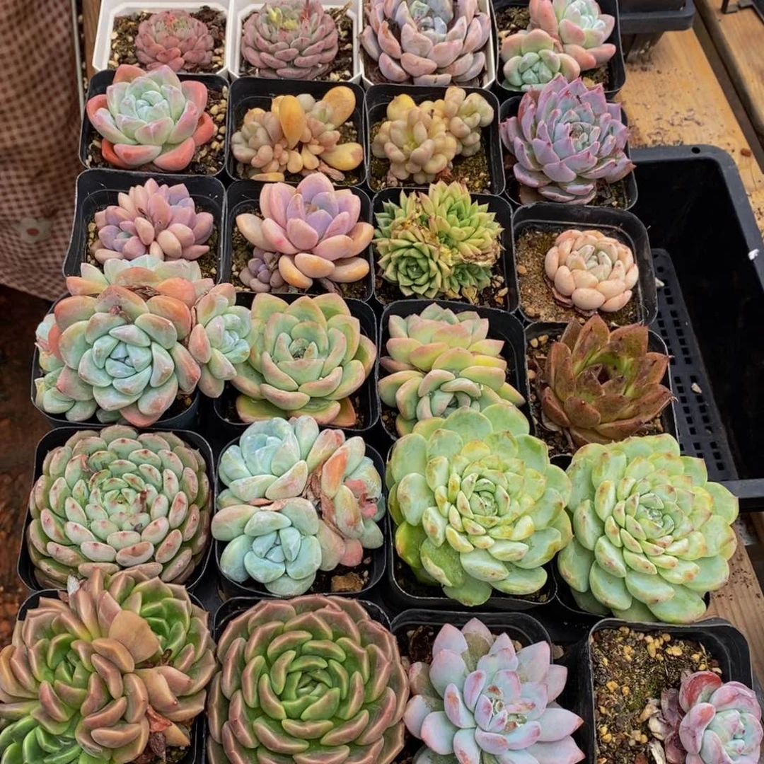 695多肉植物保护研究所所长