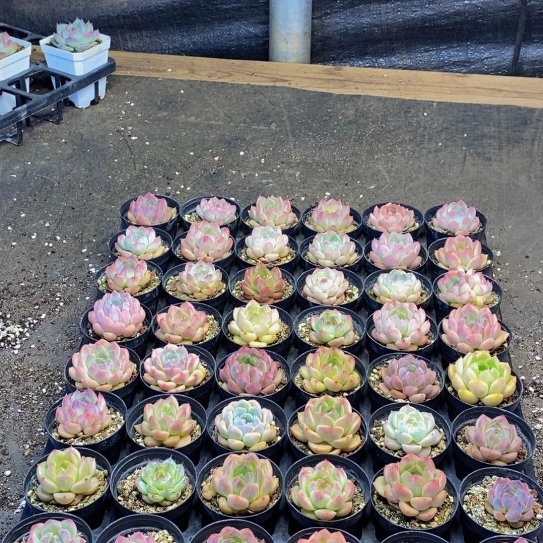 217多肉植物保护研究所