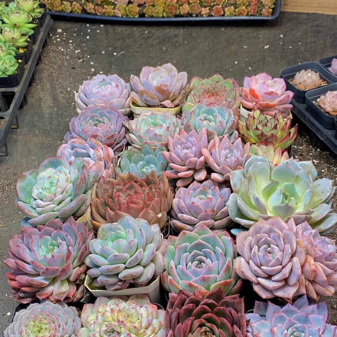 742多肉植物保护研究所两