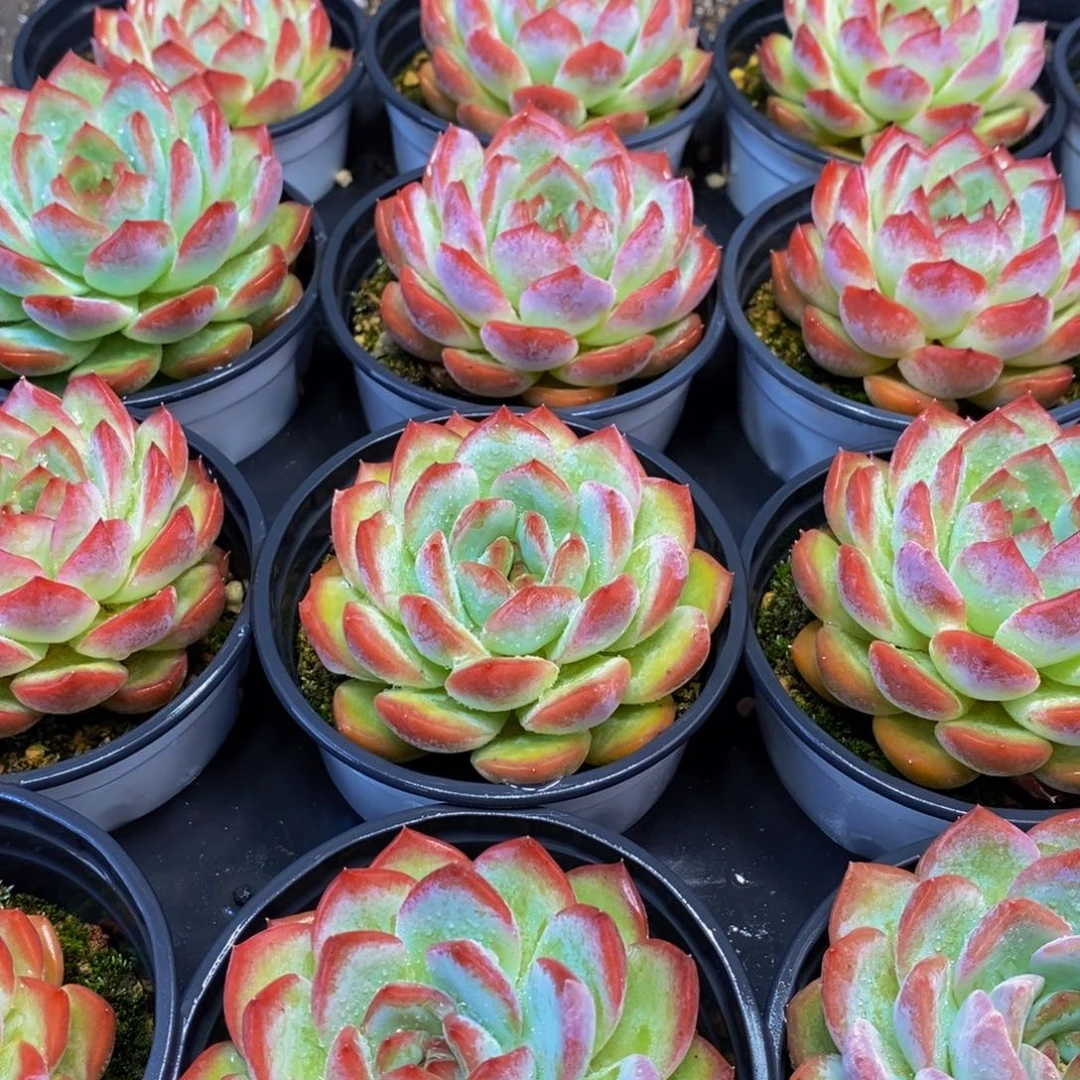 仙葩园艺精品多肉植物451