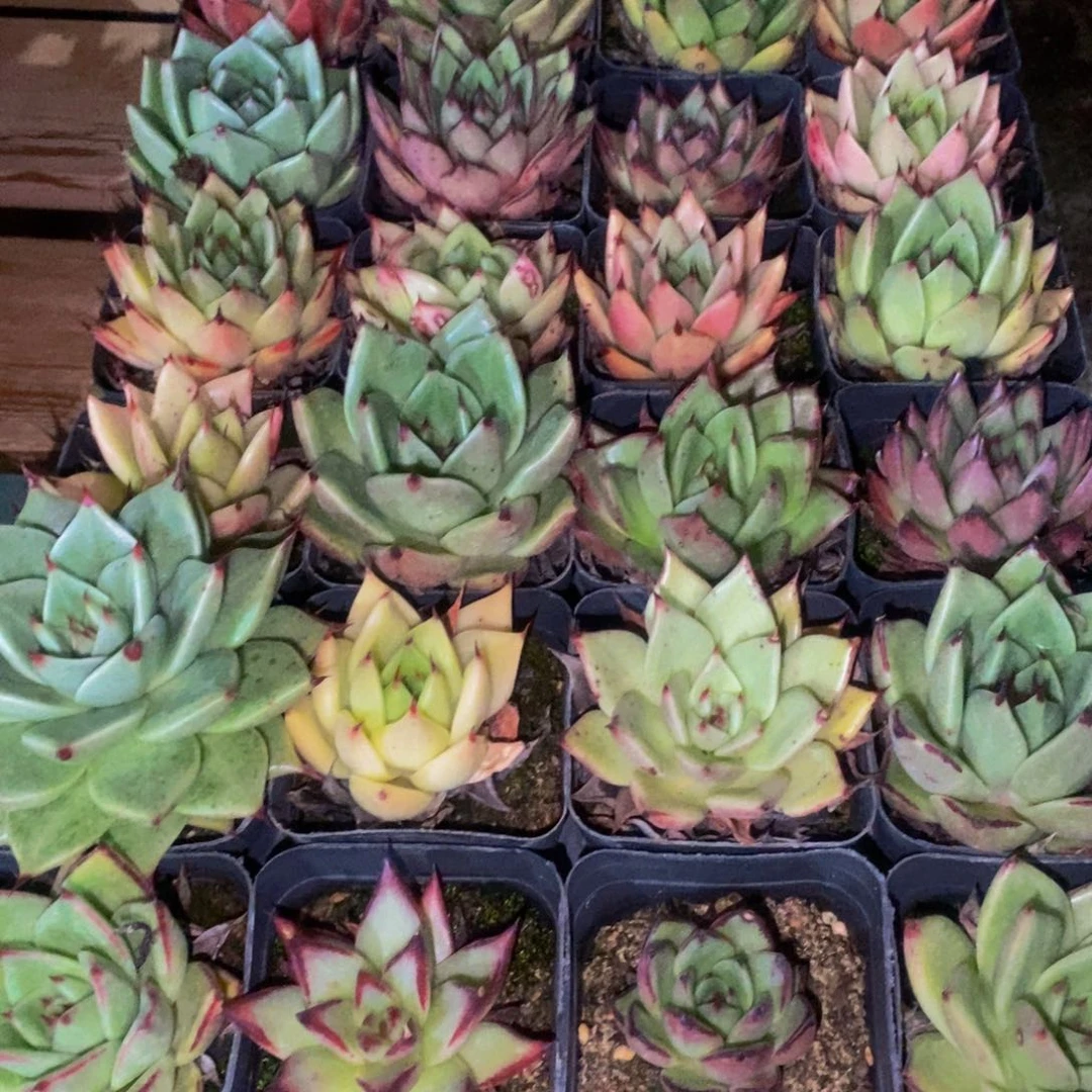 856 仙葩园艺精品多肉