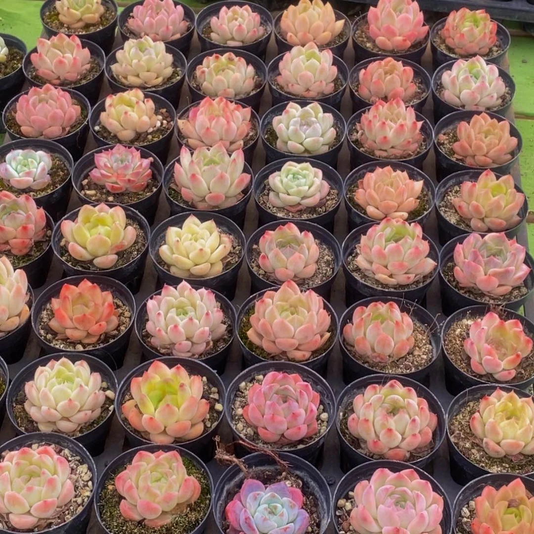 986多肉植物保护研究所