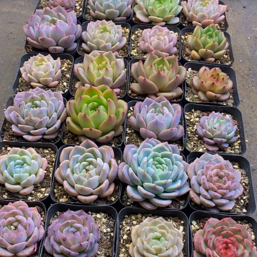 【闪购商品】542dr