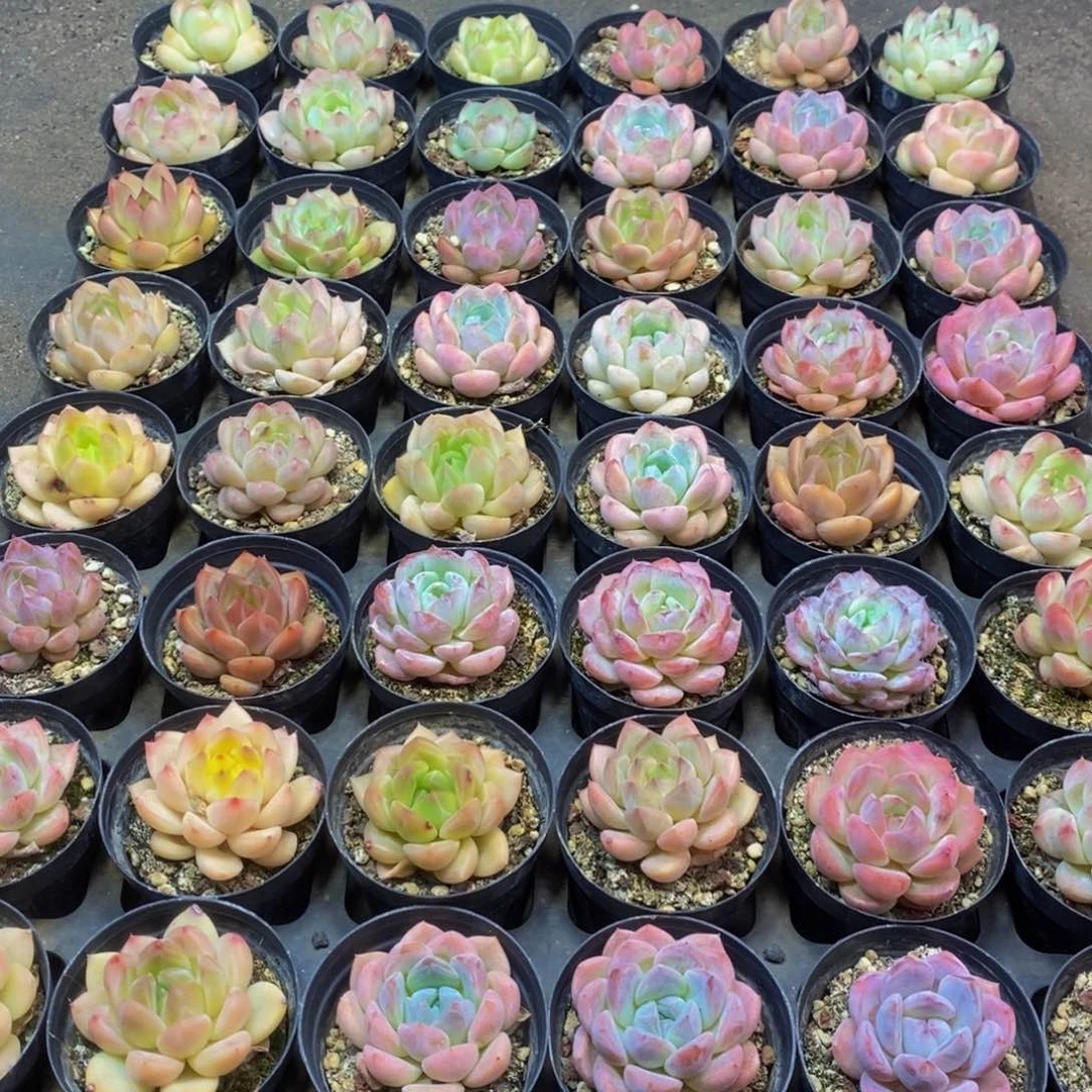 590多肉植物保护研究所所长